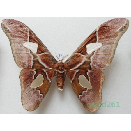Rothschildia lebeau (Guérin-Meneville, 1868) male ex. ovo Peru 114mm31